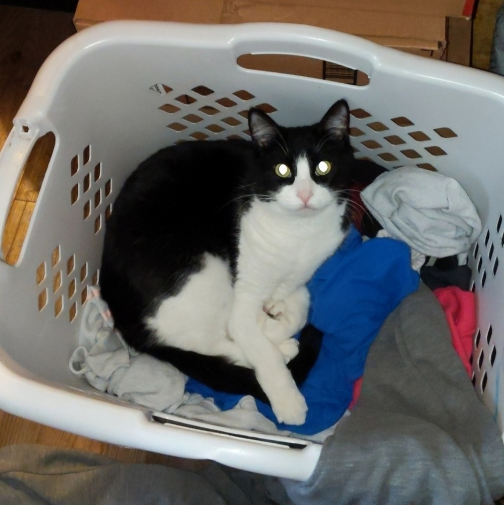 Meet your Posher, Casper